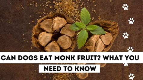 Can Dogs Eat Monk Fruit? Exploring the Sweet Mystery of Canine Diets