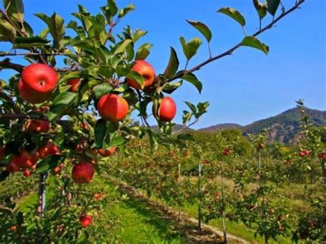 Do You Need 2 Apple Trees to Produce Fruit? And Why Do Apples Dream of Becoming Oranges?