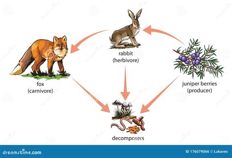 What Eats Rabbits in the Food Chain: Exploring the Circle of Life and Beyond